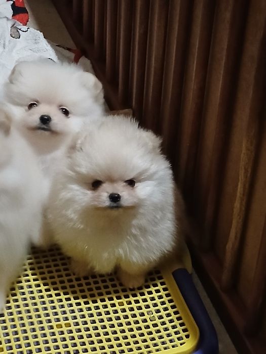 Чудові дітки померанського шпіца