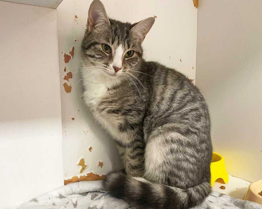 Чудова Мультя з красивими розкосими очима (1 рік). Стерил. Кошка