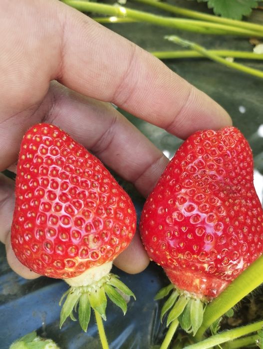 Полуниця саджанці...