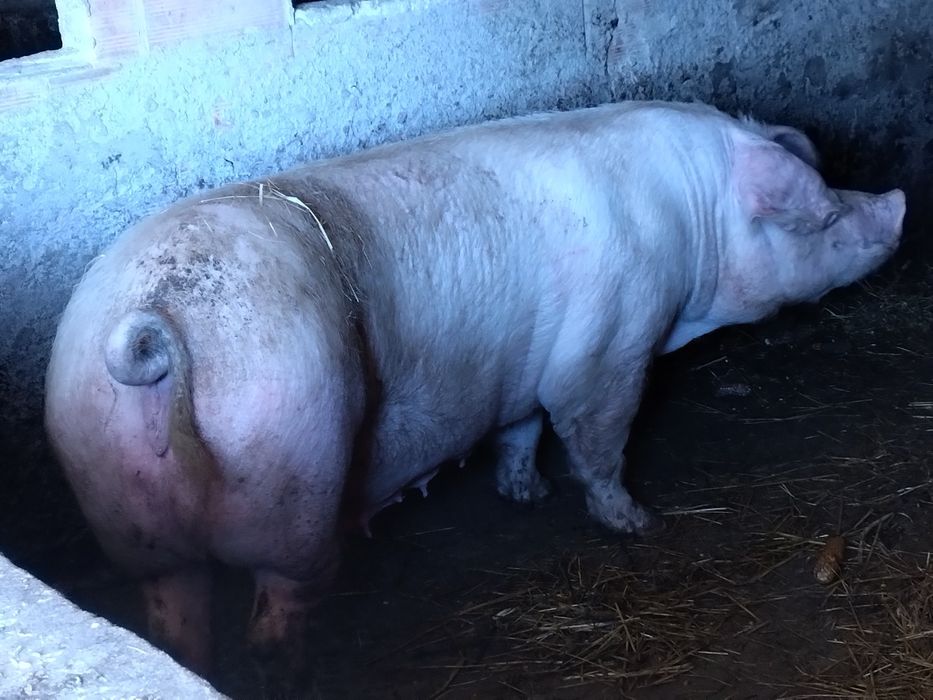 Porca com 2 anos