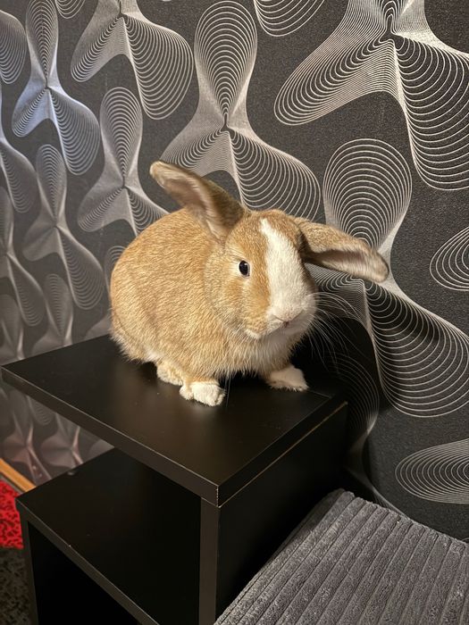 Królik miniaturka Mini Lop