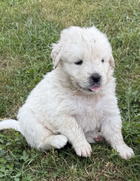 Owczarek podhlanski szczeniak z rodowodem