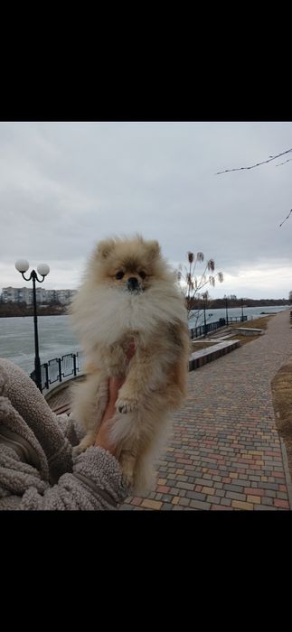 Померанський шпіц,  хлопчик.