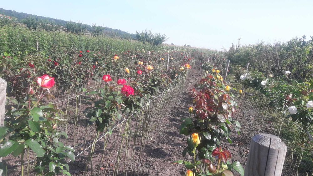 Троянди штамбові(розпродаж)