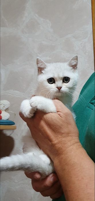 серебристая шиншилла котенок
