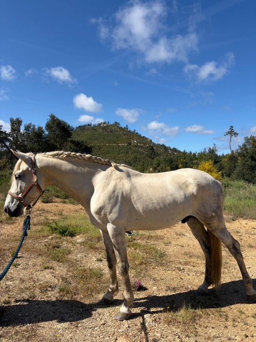 Vendo cavalo russo