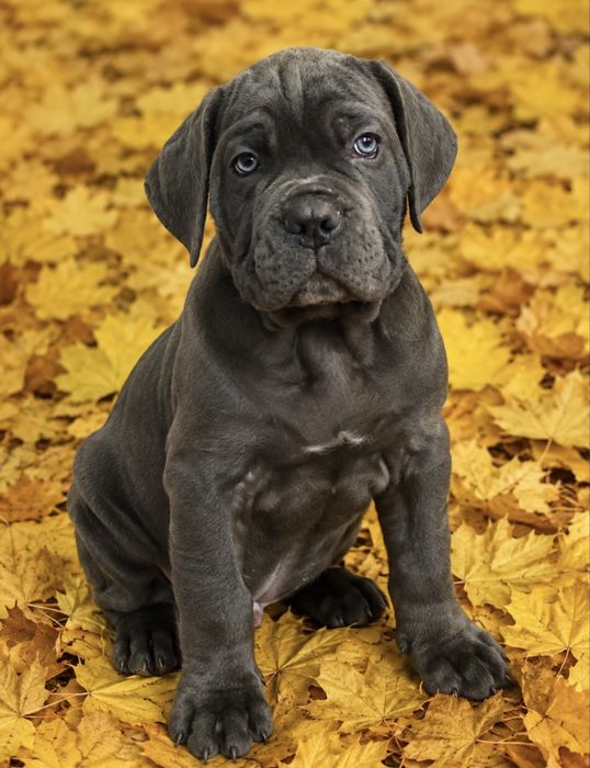 Елітні щеночки-Cane corso