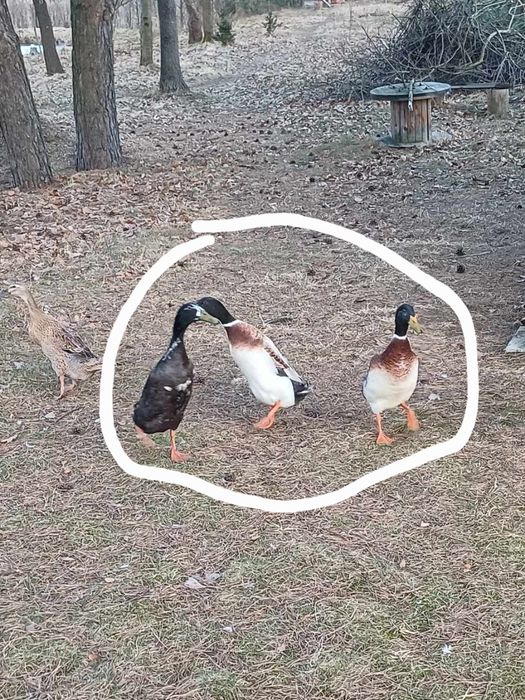 Kaczory biegusy, sprzedam, zamienię