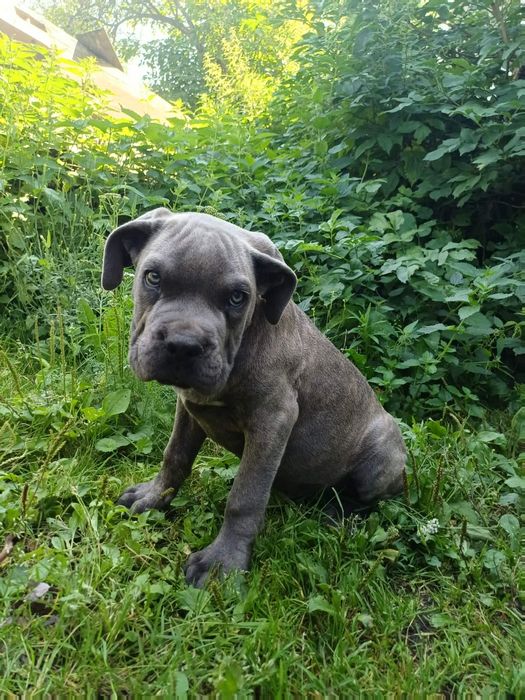 Szczeniak Cane Corso Blekitny pregowany Pies