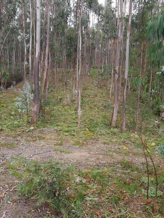 Terreno com eucaliptal
