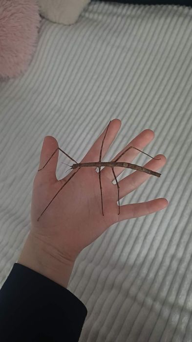 Oddam 3 dorosłe patyczaki