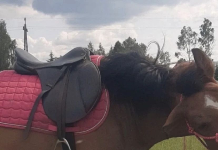 Pilnie Sprzedam Siodło