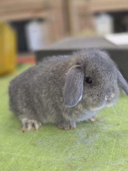 Karzełek baranek, baranek karzełek. Mini lop..rodowód. Hodowla zarejes