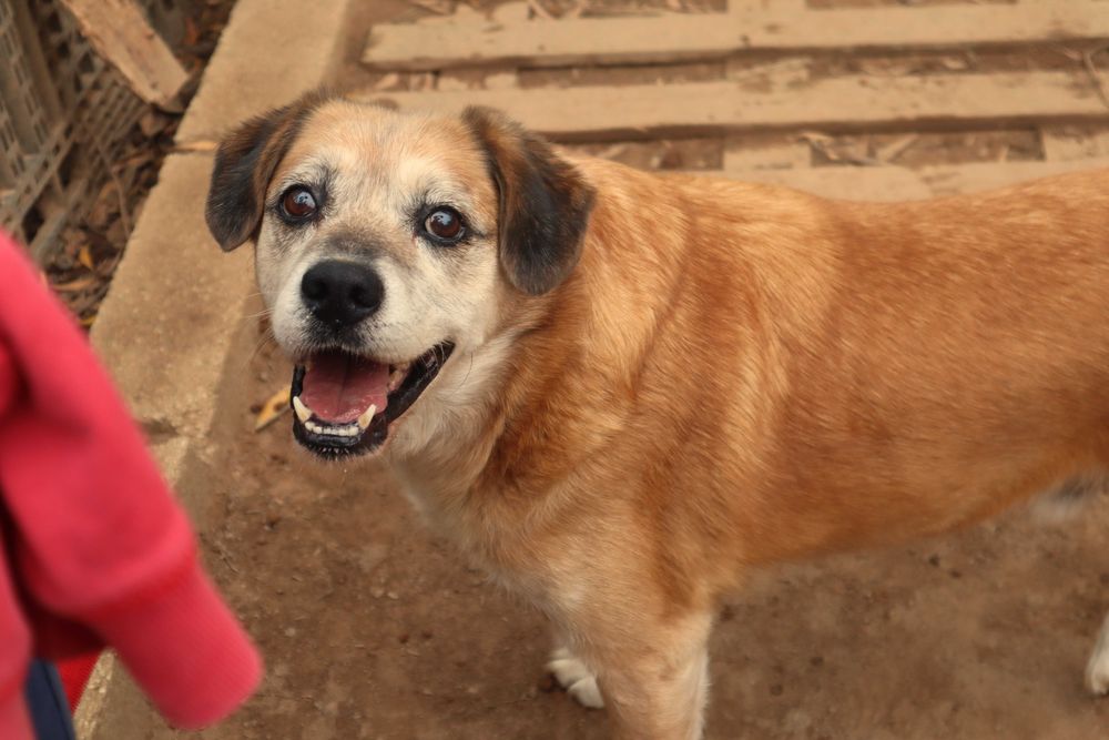 Mateus, para adoção!