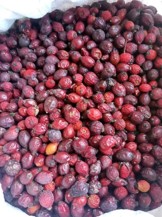 Не колюча бордо.