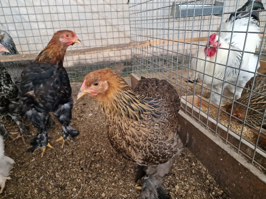 Brahma  perdiz & dark