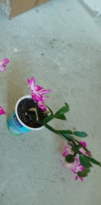 95. Schlumbergera tzw. kaktus bożego narodzenia