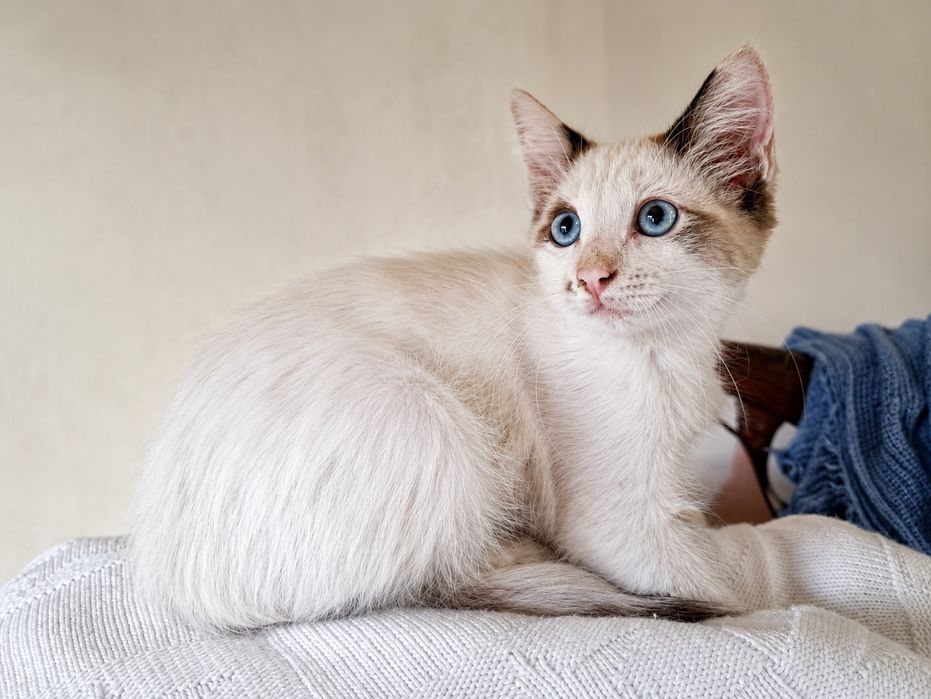 Gatinhos para adoção responsável – cerca de 4 meses