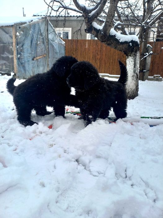 Ньюфаундлен собаки