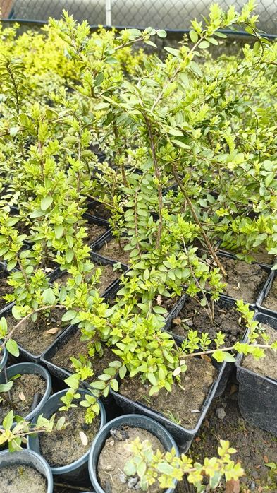 Жимолость шапочна та "Veriegata", Бересклет Emeralt Gold та  Мікрофіла