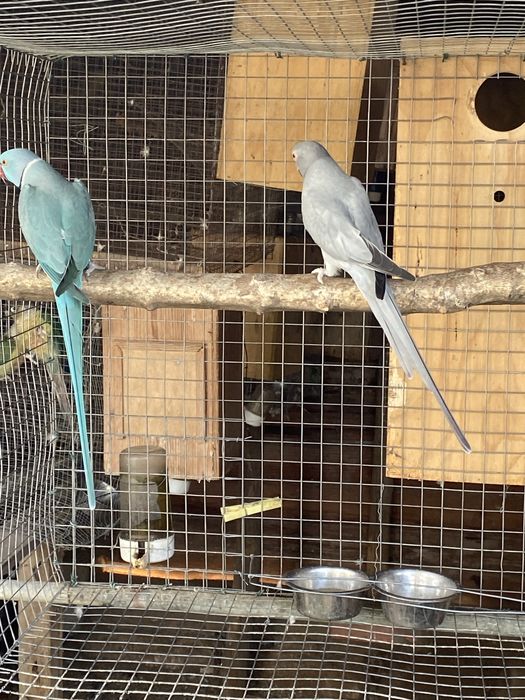 Disponivel todo o meu plantel de aves