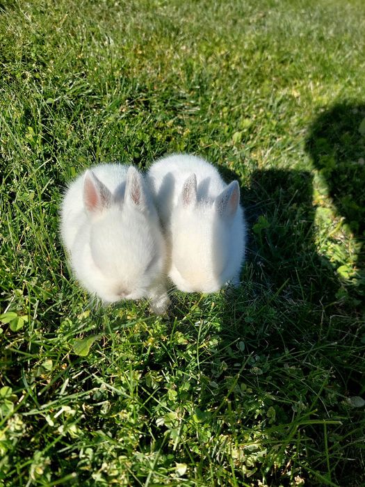 Coelhos anões bebés 1 mês