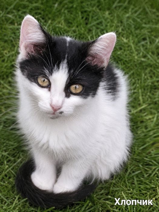 Кошенята в добрі руки ( кіт, киця, котик, котеня, кішка)