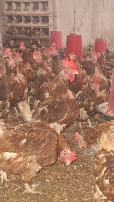 Sprzedam Kury Nioski