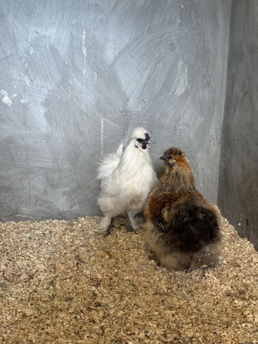 Casal de sedosas do japão