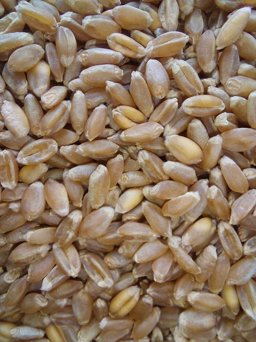 Пшениця продам 3 клас 100т очищена