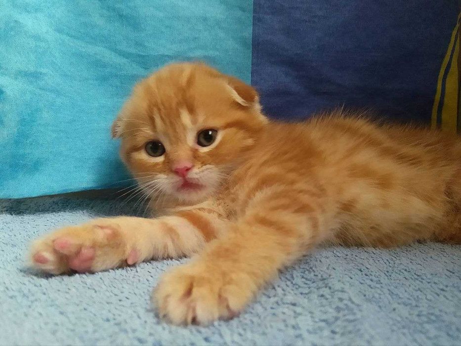 Розкішні руді кошенята