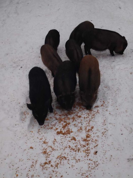 Вьетнамские вислобрюхие поросята.