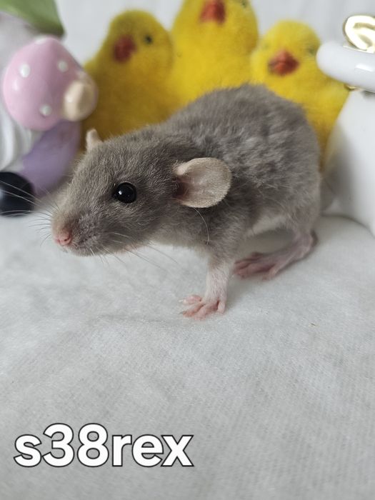 Szczurki szczurek szczury szczur