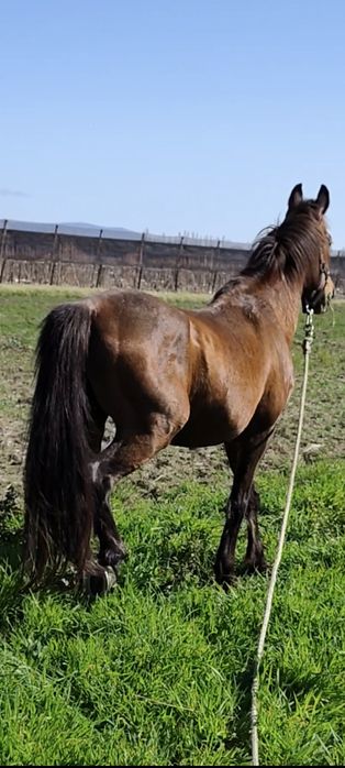 Raça de cabalo Arabio