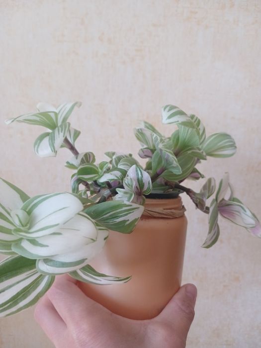 Традесканція варієгатна