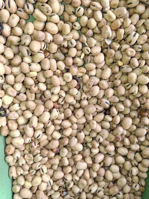 Sprzedam Bobik Nad*wi*ślań*ski