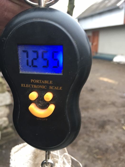 Кролики породи шиншила і бургундський кролик