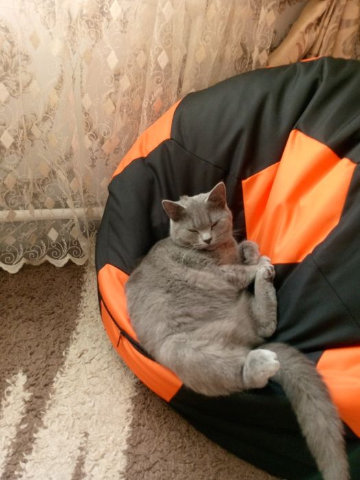 Продам кота Британець