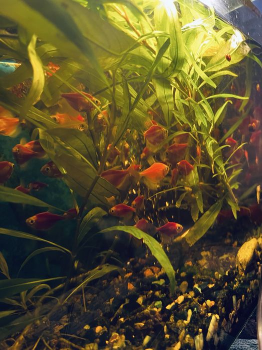 Распродажа рыбок!  Скалярия и Теренция