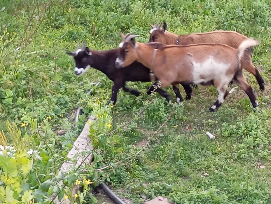 3 fêmeas 1 macho anãs