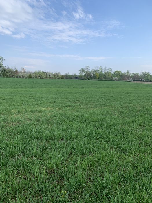 Земельна ділянка у с.Грушвиця. 50 соток