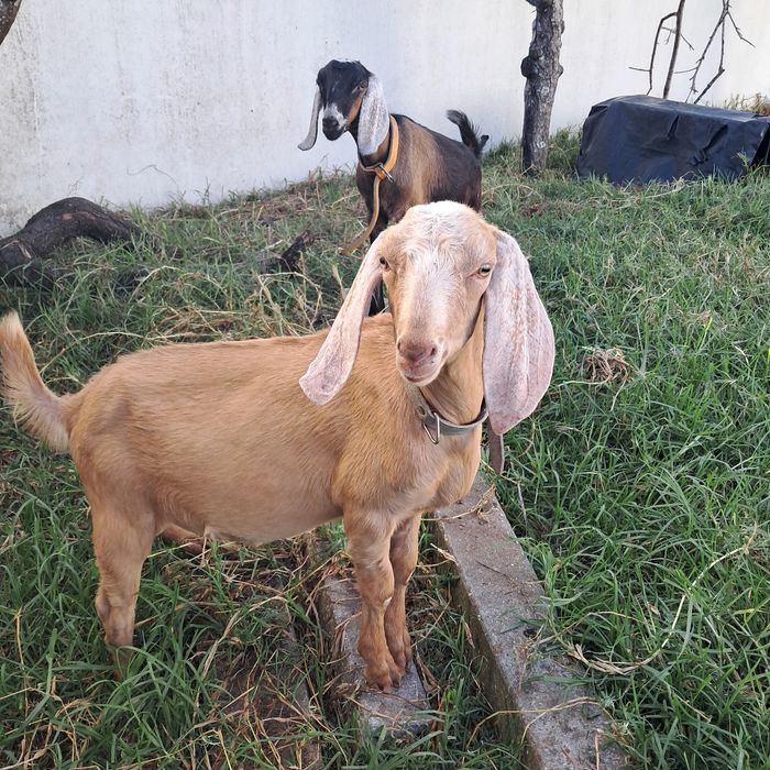 Cabras anglonubianas