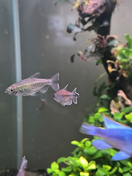 Tetra Congo fêmeas