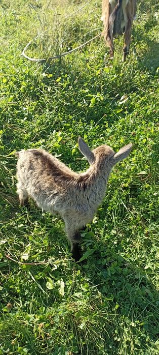 Продам козу дойну и також козенят