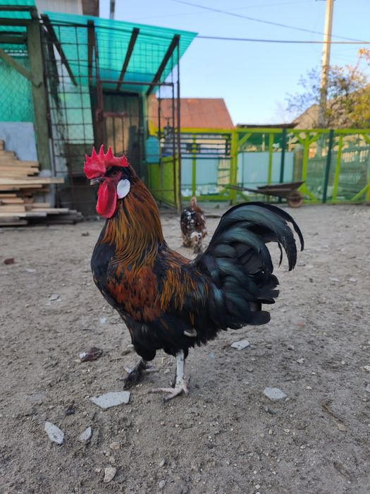 Півники молоді  різних порід (бентам, кохінхін карликовий )