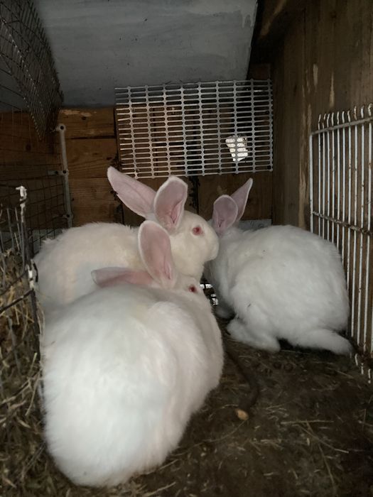 Продам помісних кроликів.