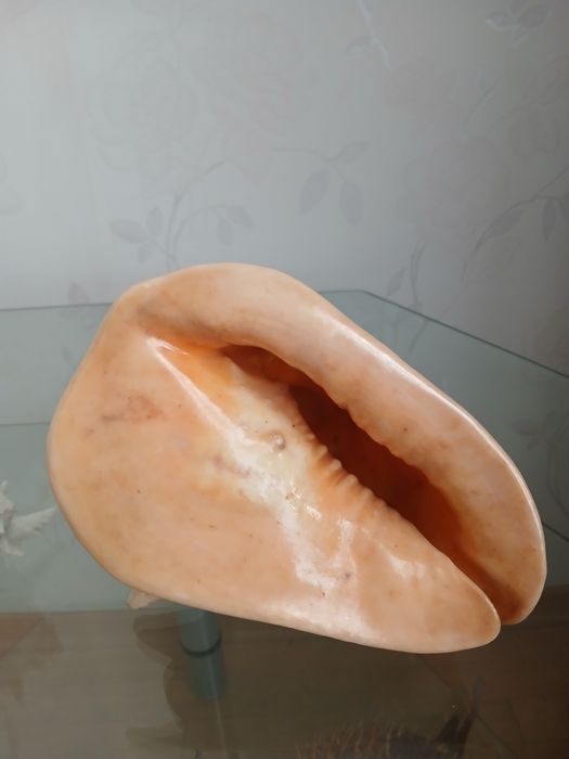 Ракушки морские,океанические,большие