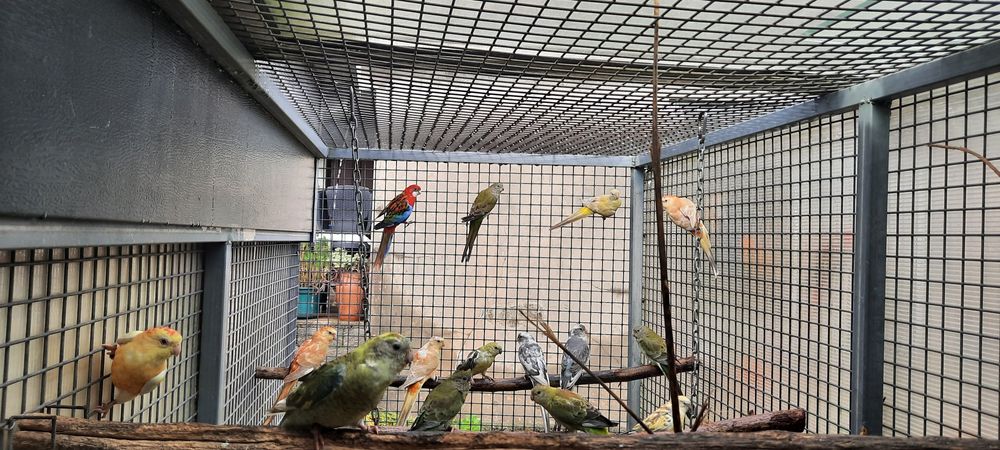 Disponíveis red rumped 2025