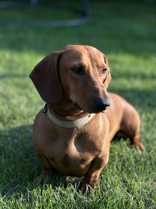 Такса хлопчик для вʼязки