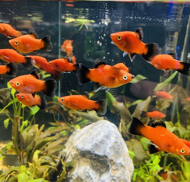 Platka Zmienniak Plamisty Red